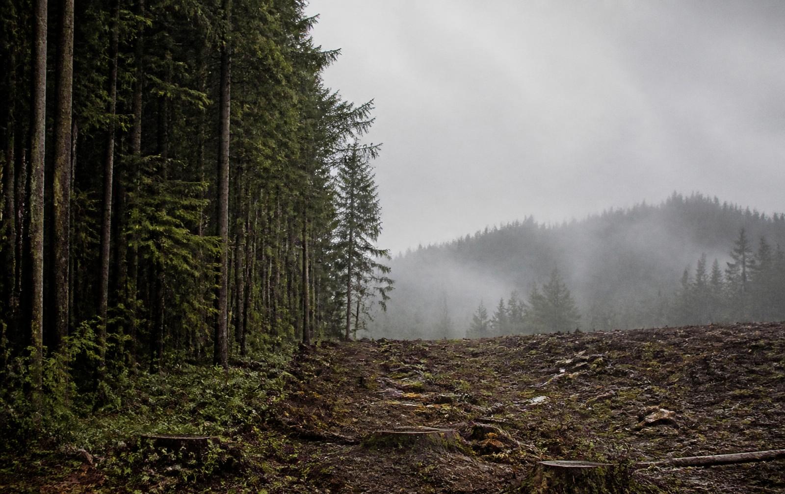 A conifer forest edge meeting recently cleared ground in mist